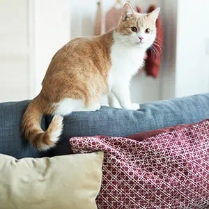 "Classic" Cat Visits​ Fetch! Pet Care Seattle North
