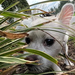 Puppy Socialization, Puppy Care, Seattle, Puppy Training, Fetch! Pet Care Seattle North