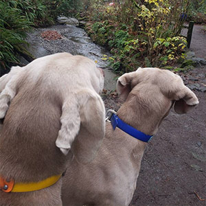 Private Trail Hike Adventures - 60 Mins Fetch! Pet Care Seattle North