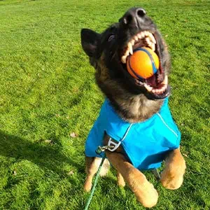 Walking Adventures - Fetch! Pet Care Seattle North