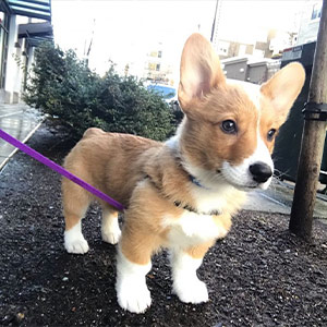 Obedience Training, Puppy Training, Fetch! Pet Care Seattle North