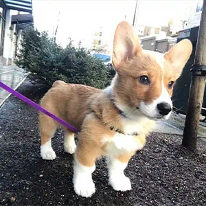 Obedience Training, Puppy Training, Fetch! Pet Care Seattle North