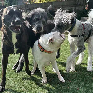 Puppy Socialization Seattle, Fetch! Pet Care Seattle North, Interactive Doggy Playgroup