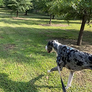 dog walking seattle Park Excursions​ Fetch! Pet Care Seattle North