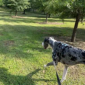 dog walking seattle Park Excursions​ Fetch! Pet Care Seattle North