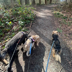 Dog Walking Seattle - Private Trail Hike Adventures - 60 Mins Fetch! Pet Care Seattle North
