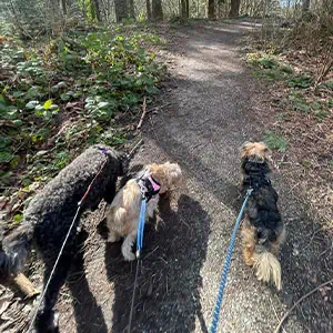 Dog Walking Seattle - Private Trail Hike Adventures - 60 Mins Fetch! Pet Care Seattle North
