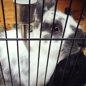 Small Pets - Fetch! Pet Care Seattle North
