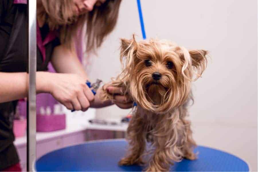 Finding a Good Grooming Spot in Seattle North