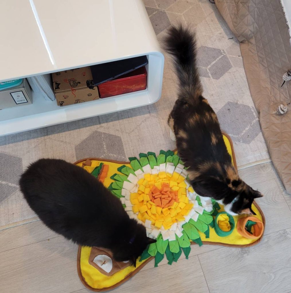 Enrichment Kitty Playtime