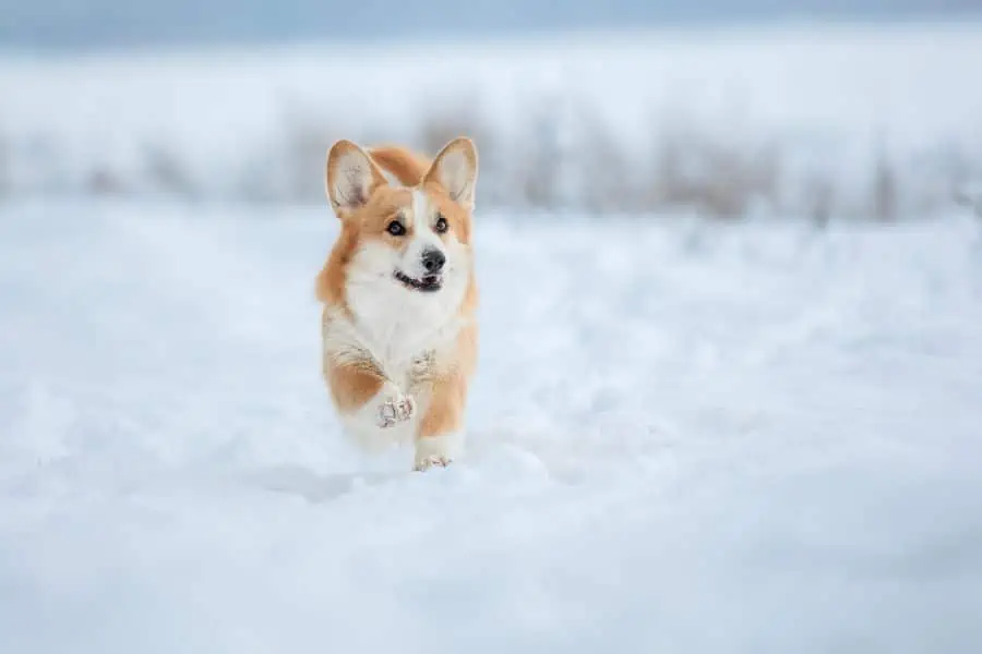 Managing Your Dog's Winter Coat