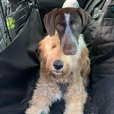 Pet Taxi Service & Overnight Service, the Pet Care Club of Seattle