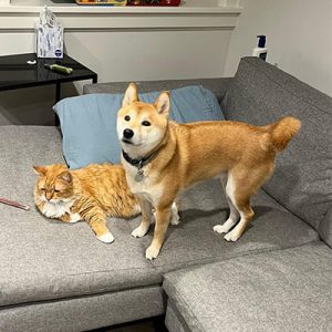 Vacation & Overnight Services Fetch! Pet Care Seattle North