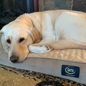Vacation Pet Sitting Service Fetch! Pet Care Seattle North