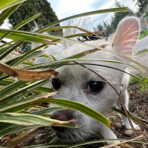 Dog_Walks_Seattle_Fetch_Pet_Care
