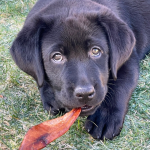 Puppy Socialization Seattle, Puppy Training, Puppy Care, Fetch! Pet Care Seattle North