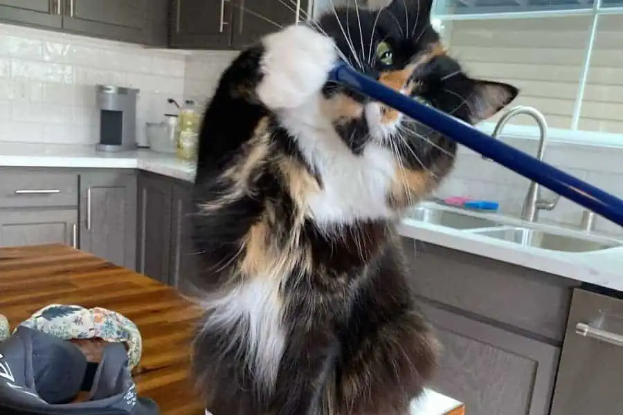 For Cats