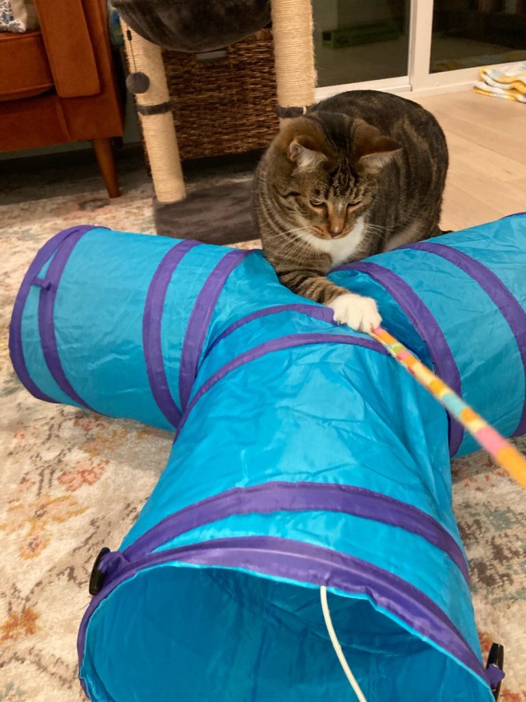 Interactive_Cat_Visits_Seattle_Fetch_Pet_Care