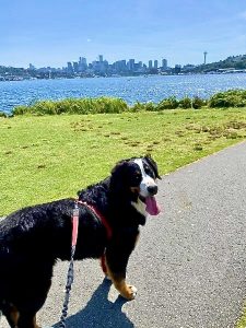 Dog Walking Seattle Gasworks Park Fetch! Pet Care of Seattle North