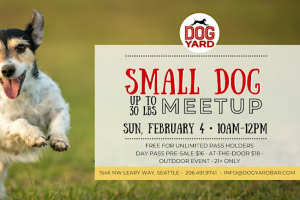 Small Dogs Meet Up At The Dog Yard Bar