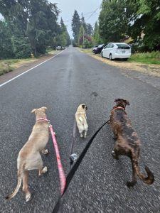 Dog_Walks_Seattle_Fetch_Pet_Care