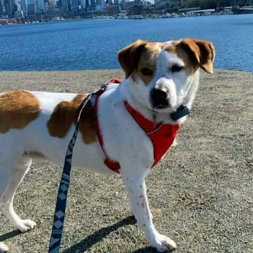 Seattle Dog Training and Behavior Solutions