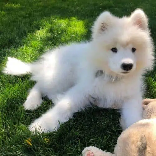 Seattle Puppy Care & Training Services ​