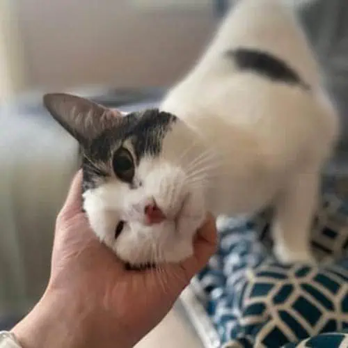 Seattle Tailored Visits for Cats & Small Pets