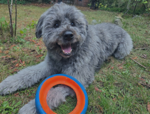 Seattle Dog Walking and Pet Sitting