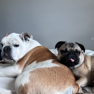 Seattle, Pet Care, Vacation Pet Sitting Services