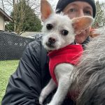 Ken, Interactive Doggy Playgroup, Seattle, Seattle Pet Care.