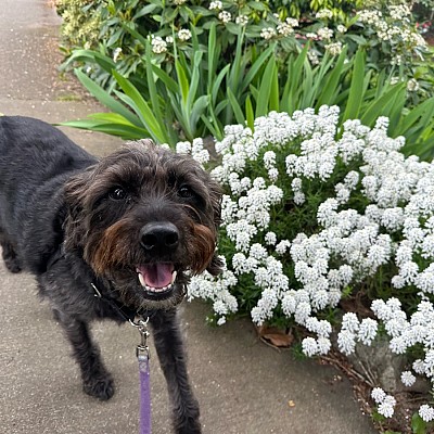 Dog-Friendly, Seattle, WA.