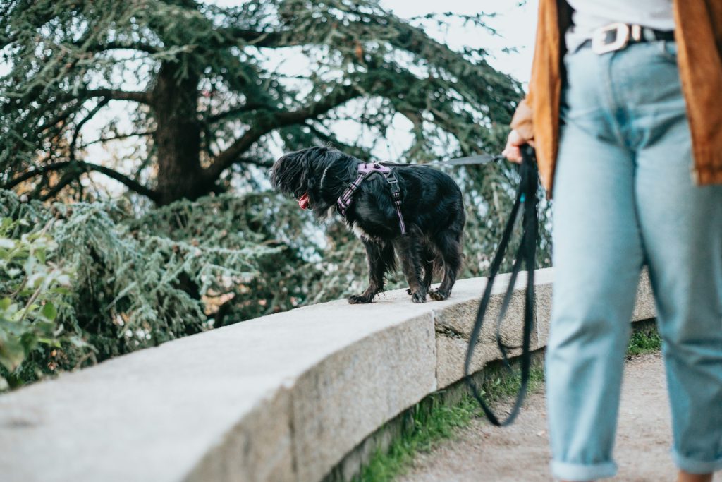 dog walking on harness and leash; being led by a professional dog walker.