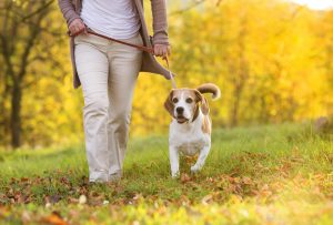 Seattle Professional Dog Walker Performing Local Dog Walking Services