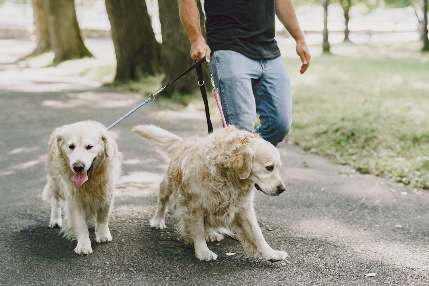 dog walker