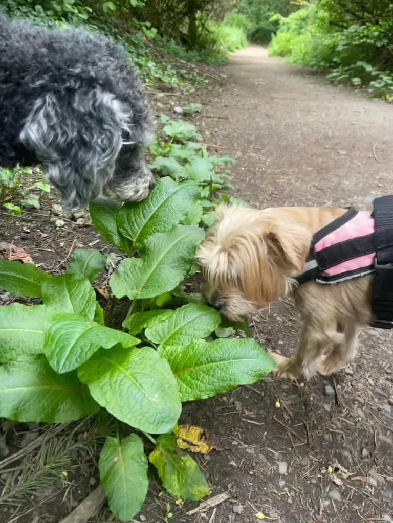 Dogs sniffing on a trail walk through Seattle greenery during a professional pet care enrichment outing