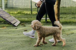 enrichment-focused dog walking
