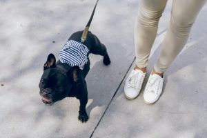 dog walking