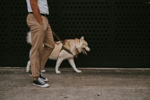 dog walking
