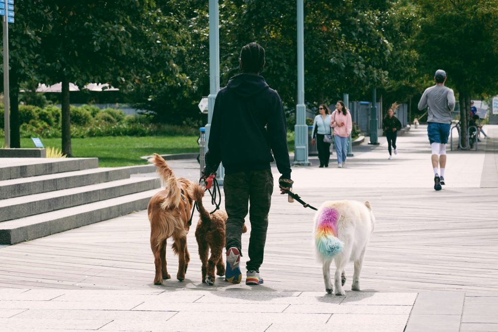dog walker