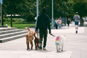 dog walker