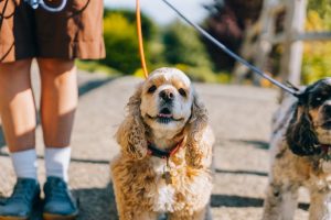 Dog Walking