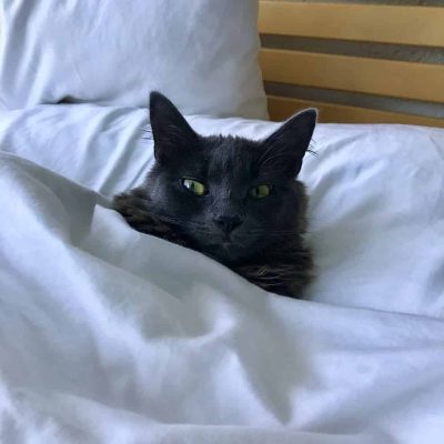 Overnight & Vacation Pet Services Seattle