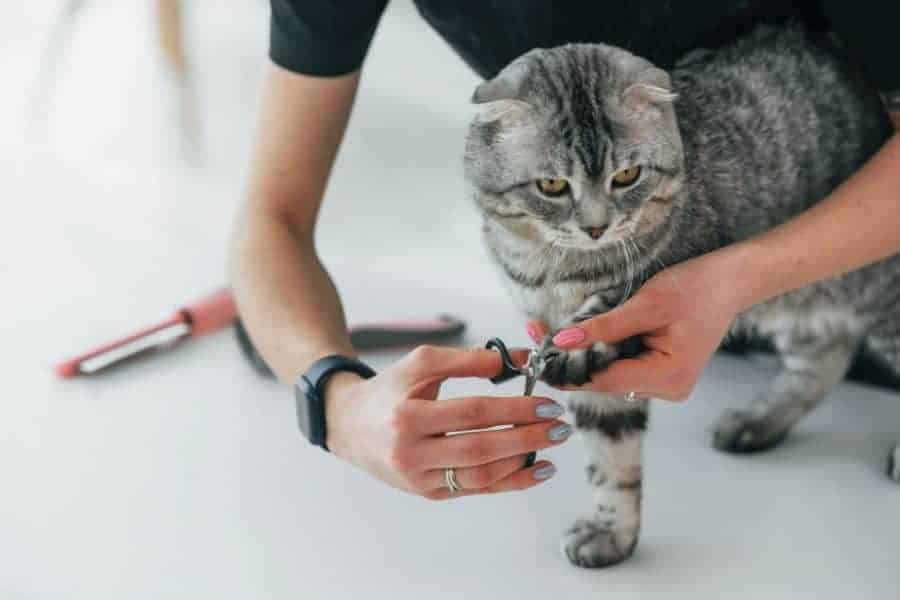 Finding a Good Cat Grooming Spot