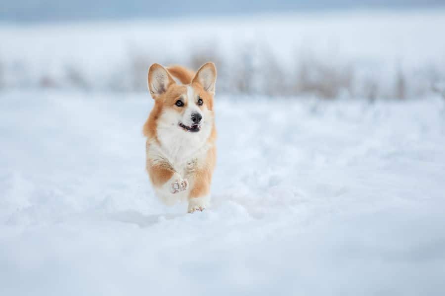 Managing Your Dog's Winter Coat