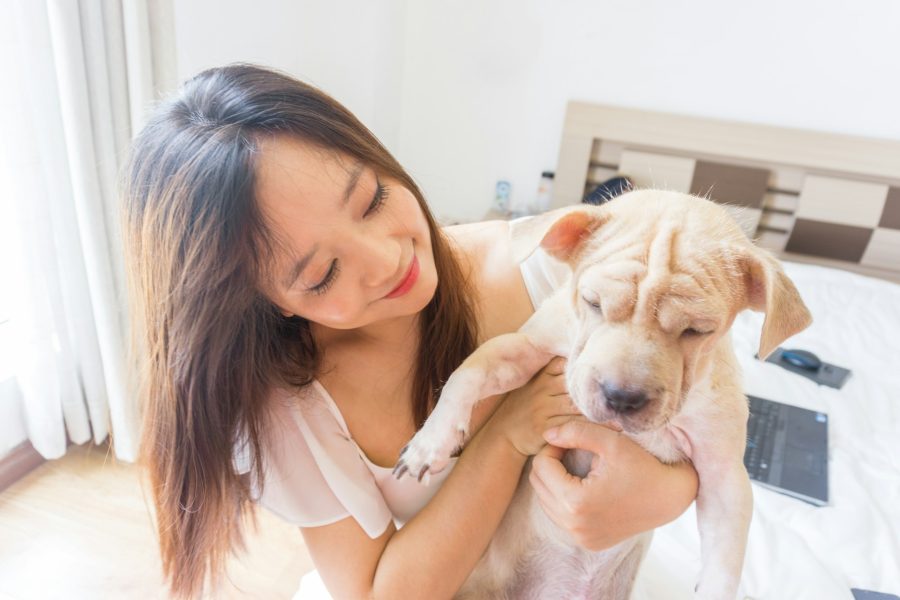 pet sitting