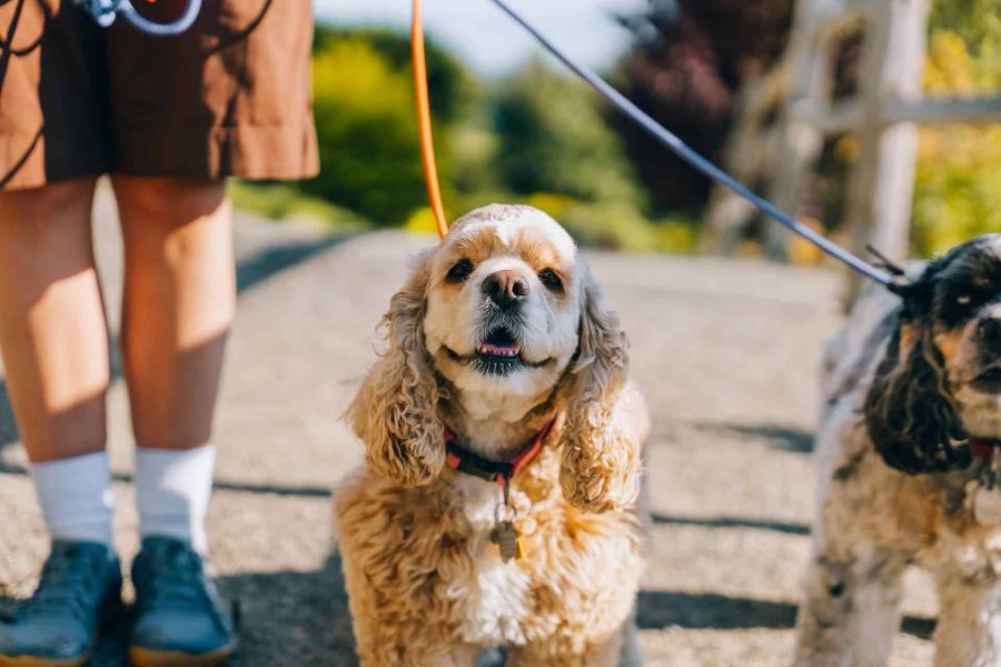 Dog Walking