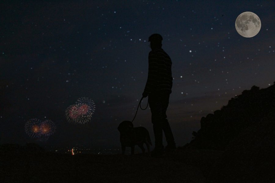 dog walking during fireworks