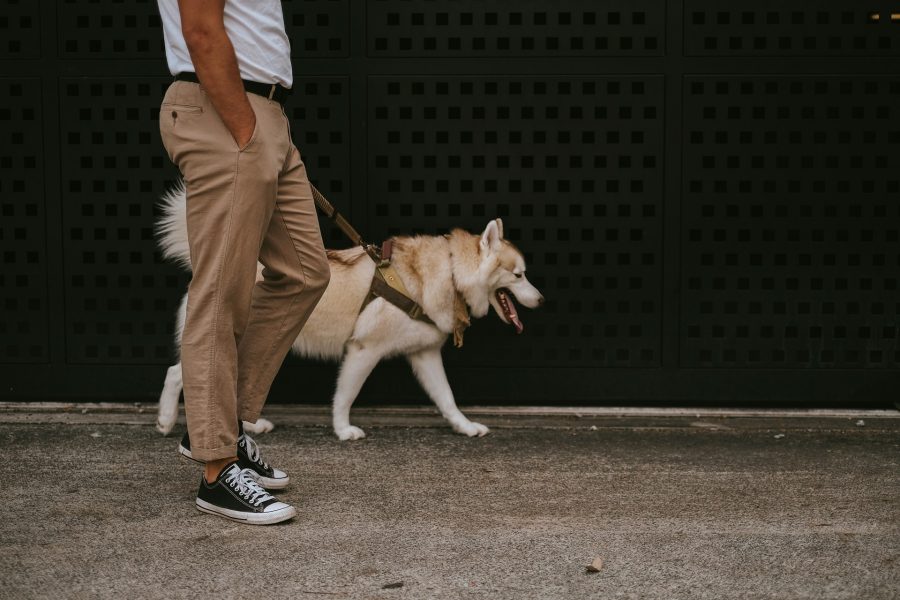 dog walking